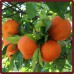 Naranjas de Zumo 10 Kg + Clementinas 3 Kg + Limones 2 Kg + 500 ml Aceite Oliva Virgen extra