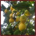 Naranjas de Mesa 10 Kg + Limones 5 Kg