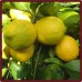 Limones 15 Kg