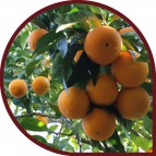 Naranjas de Zumo 10 Kg