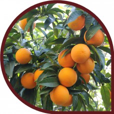 Naranjas de Zumo 10 Kg + 10 Kg
